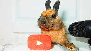 Rabbit Eating Watermelon Youtube ASMR