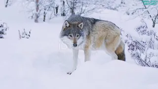 Wolf howling, Wolf howling sound, Wolf