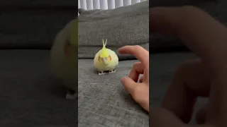 Cockatiel Affection