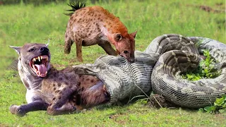 OMG! Hyenas Herd Rescue Baby From Python Constricting1002 Animals