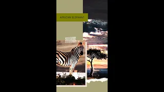 African Bush Sounds | Plains Zebra | Arrowhead Africa | #short | 59