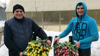 Два миллиона рублей за 2 месяца на тюльпанах🌷💐