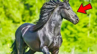 20 Most Powerful Horse Breeds in the World