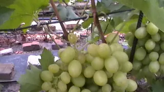 Сорт винограда "Ланселот" - сезон 2019 # Grape sort "Lanselot"