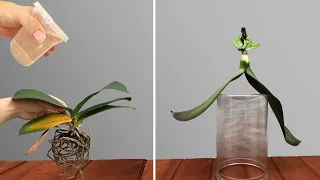Pour 1 Cup into the Root! Wilted Orchid Suddenly Revives With 1001 New Roots