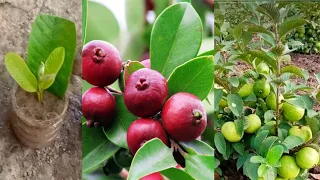 পেয়ারা পাতা থেকে কলম দেওয়ার সঠিক নিয়ম।। How To Grow Gouva tree