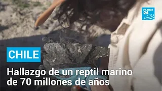 Hallan un tesoro en Chile: los fósiles de un reptil marino de 70 millones de años • FRANCE 24