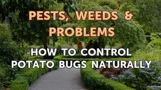 How to Control Potato Bugs Naturally