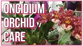 How To Care For Oncidium Orchids. Orchid Care For Beginners.
