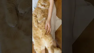 Constipation massage for cat