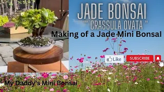 EP# 086 Jade Bonsai “ Crassula Ovata “ /Making of a Jade Mini Bonsai /My  Daddy’s Mini  Garden