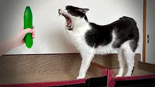 New Funny Animals 😂 Funniest Cats and Dogs Videos 😺🐶 #35