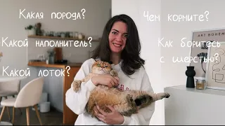 КОШКА В ДОМЕ 🐈 Обзор на 3 топовых гаджета от Petkit: кормушка, фонтанчик, лоток Pura Max