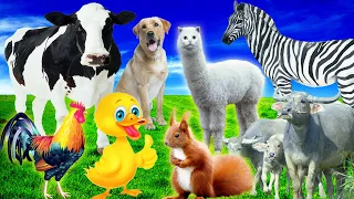 Funny farm animal Sounds: Cow, chicken, cat, duck, horse,  sheep - Animal sounds - Part 1