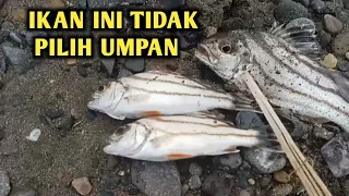 AWAS KENA DURINYA ‼️ Sangat Bar bar sambarannya #muarasungai @mancing_ikan.