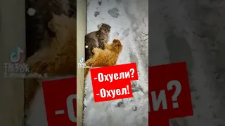 Кот говорит на🇷🇺русском  -Охуели?  -Охуел! - Охуели все!