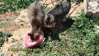 Unbelievable Cat Rescue Stories, Saving Homeless Cats in the Enchanting Valley of Nature