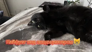 Кайфы под кондиционером 😸#кот #salem #cat #video #youtube #cats