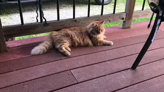 Maine Coon chirping at a bird