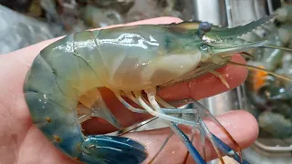 Farming fresh water PRAWNS (shrimp) in the U.S.A