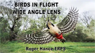 Wide Angle Birds in Flight using the Olympus EM1X and the 12-40mm F2.8 lens