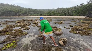 Pinaka malaking Hibas sa boong taon, ibat-ibang klasing seashells ang ma pupulot dito |Forge & cook|