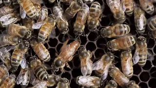 Murder Hornets: Invading and Killing America (What You Need to Know)