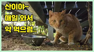 산아~~ 매일 와야 한다~~  Loving a cat...❤  Cat Video..