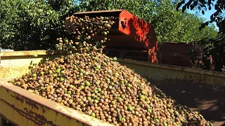 Walnut Farming And Harvesting - Walnut Cultivation Technology - Walnut Processing Factory