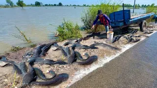 best hand fishing unique,-lots of fish on the road  flooding catch by hand by a fisherman