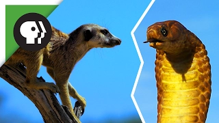 Fearless Meerkat Takes on 'Spy Cobra'