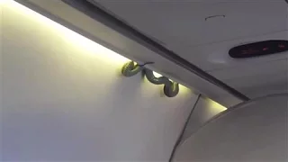 Real-Life Snake on a Plane