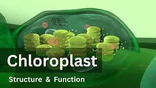 Chloroplast: Structure and Function|| Biology|| Cell biology