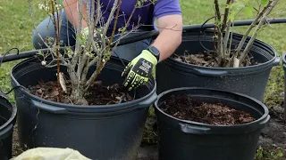 Container Blueberry Production: Weed Control