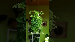 Tutorial kokedama