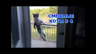 Приколы с кошками и котами #8. Подборка смешных и интересных видео с котиками и кошечками 2017