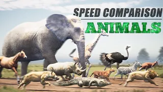 Animals Speed Comparison | Speed of Animals 3D Comparison