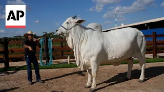 Meet Viatina-19, the world's most expensive cow worth $4.2 million