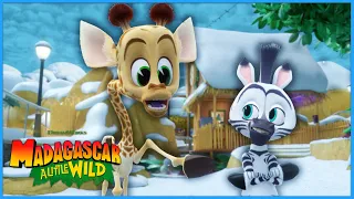 A Fun Snowy Day | DreamWorks Madagascar