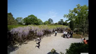 JG 4K 埼玉 牛島のフジ(特別天然記念物) Saitama,Wisteria at Ushijima(Special Natural Monument)