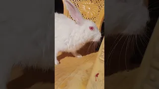 cute baby rabbit chiku rabbit chiku rabbit Bath