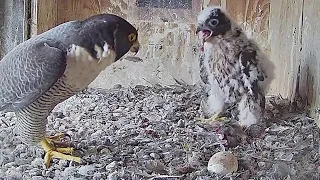 FalconCam Project~Something stuck in Rubus throat~3:36 p.m. 2022711/12
