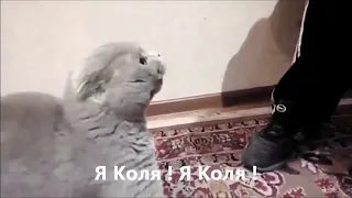 Кот говорит - Я Коля!🐱