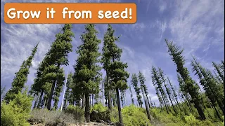 How to Grow a Douglas Fir Tree from Seed [Christmas Trees from Seed]