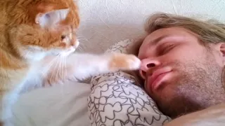 Wake Up And Play With Me, Hooman -  Cute Cat Wake Up Owner