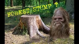 BIGFOOT or stump ? You be the judge
