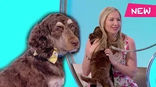 Dexter the dog - Would I Lie to You?