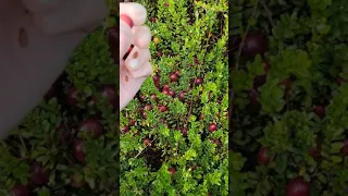Fresh Cranberries Harvest