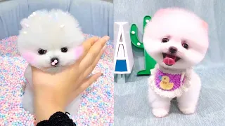 Cute and Funny Pomeranian Videos 80 #Shorts