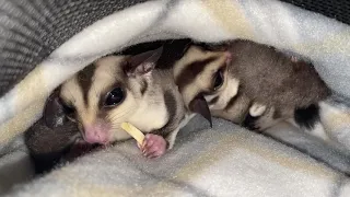 Happy Sugar Glider Noises 💜